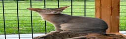 Abyssinian cats for sale: Last lovely boy😻 - Advert 9