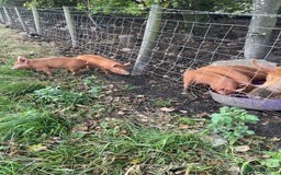 Pig livestock for sale: Rare breed Tamworth weaners  - Image 2