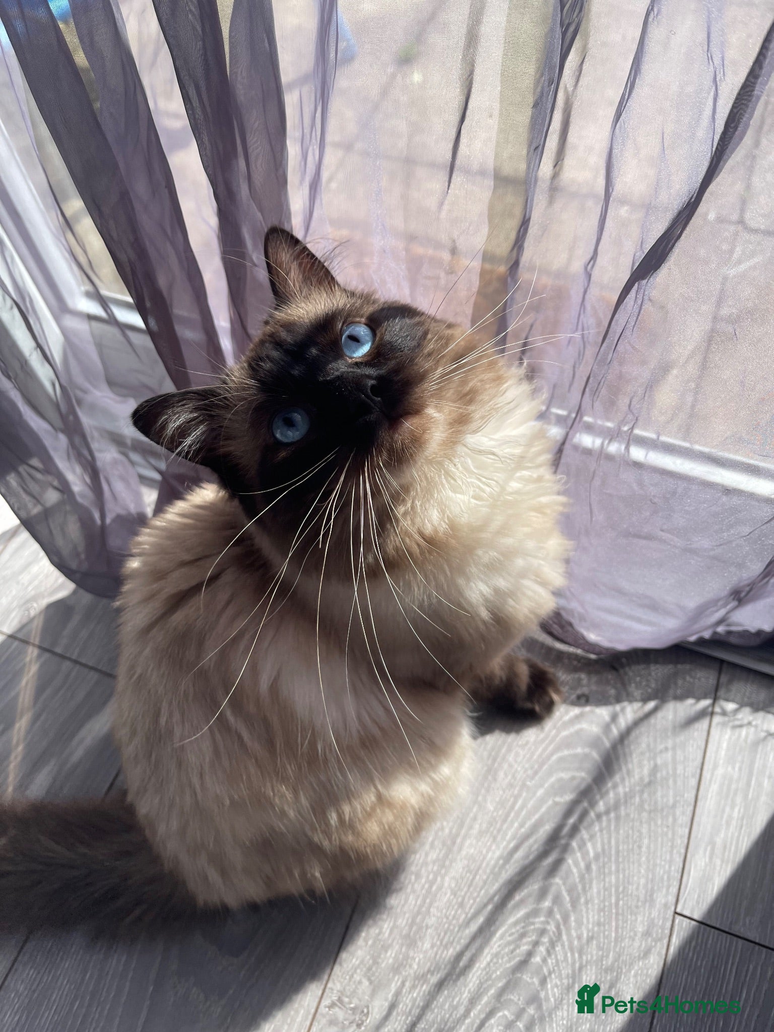 Ragdoll cats Ragdoll cat for sale  - Advert 2