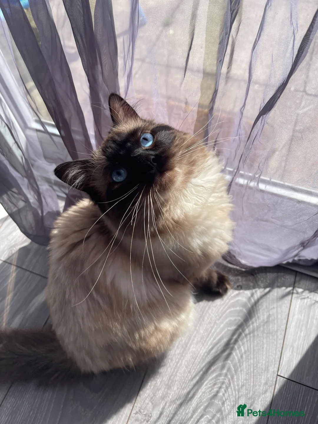 Ragdoll cats for sale: Ragdoll cat for sale  in Aylesbury - Advert 1