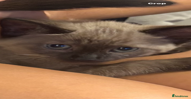 Ragdoll cats - Advert 2