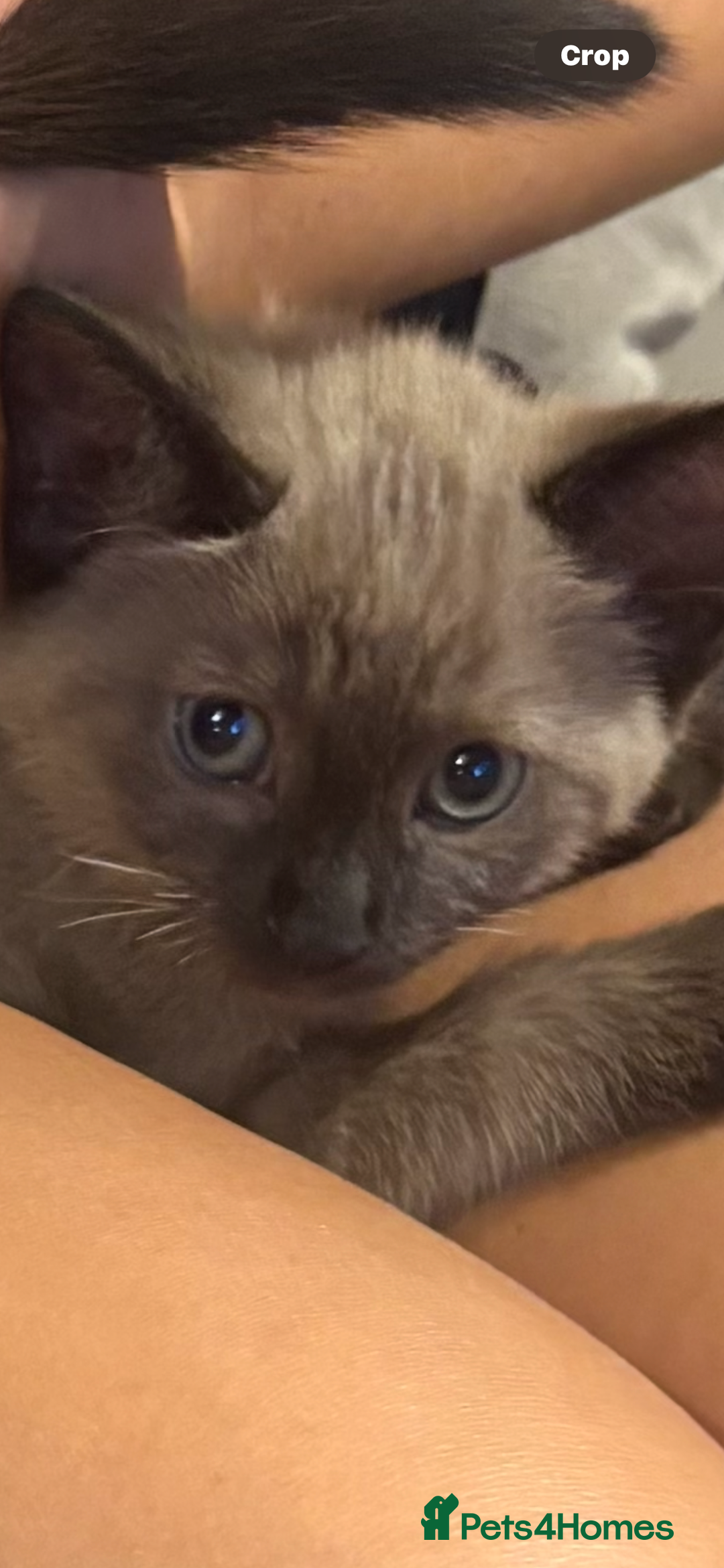 Ragdoll cats for sale:  Caramel pointed Ragdoll kitten  - Image 2