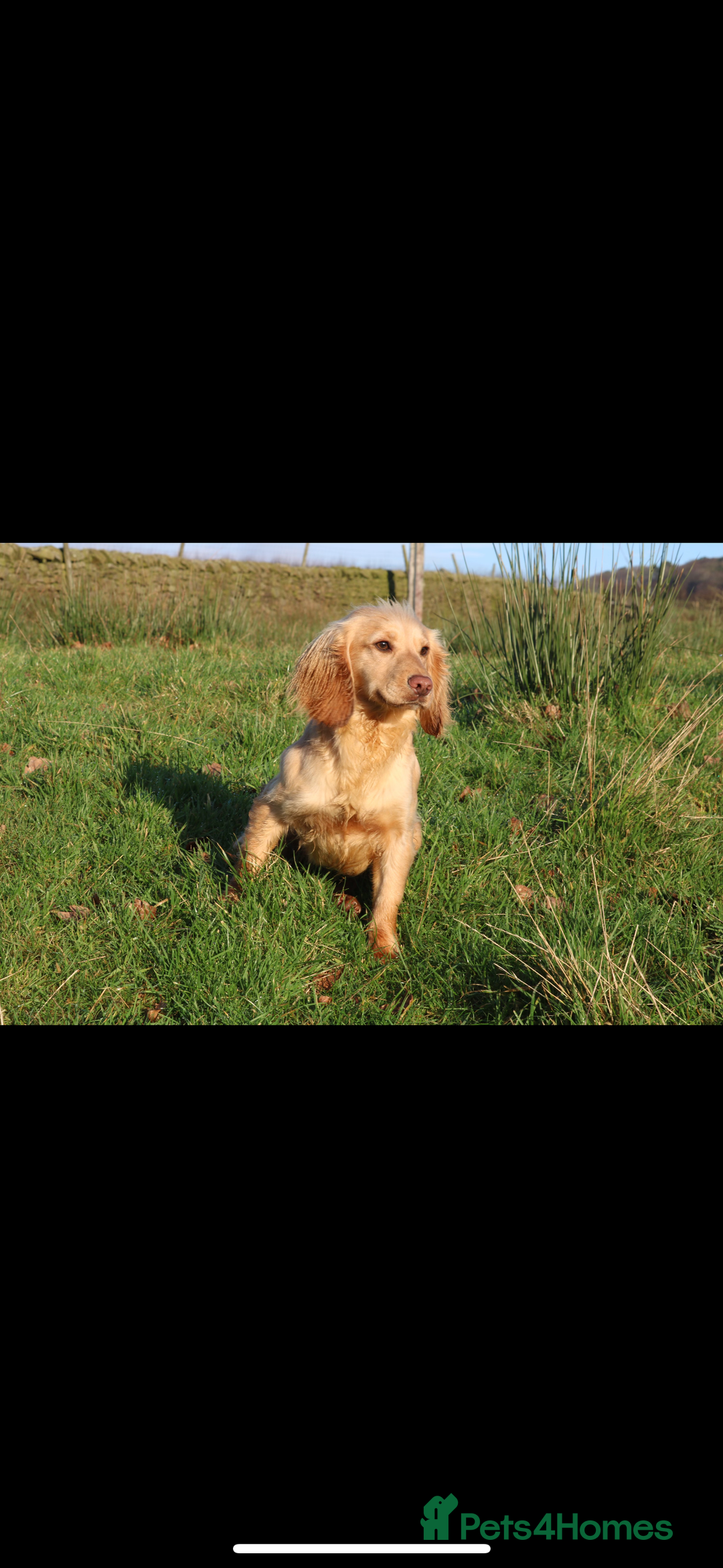 Cocker Spaniel dogs for sale: Stunning Working X Show Puppies. The Perfect Mix - Advert 18