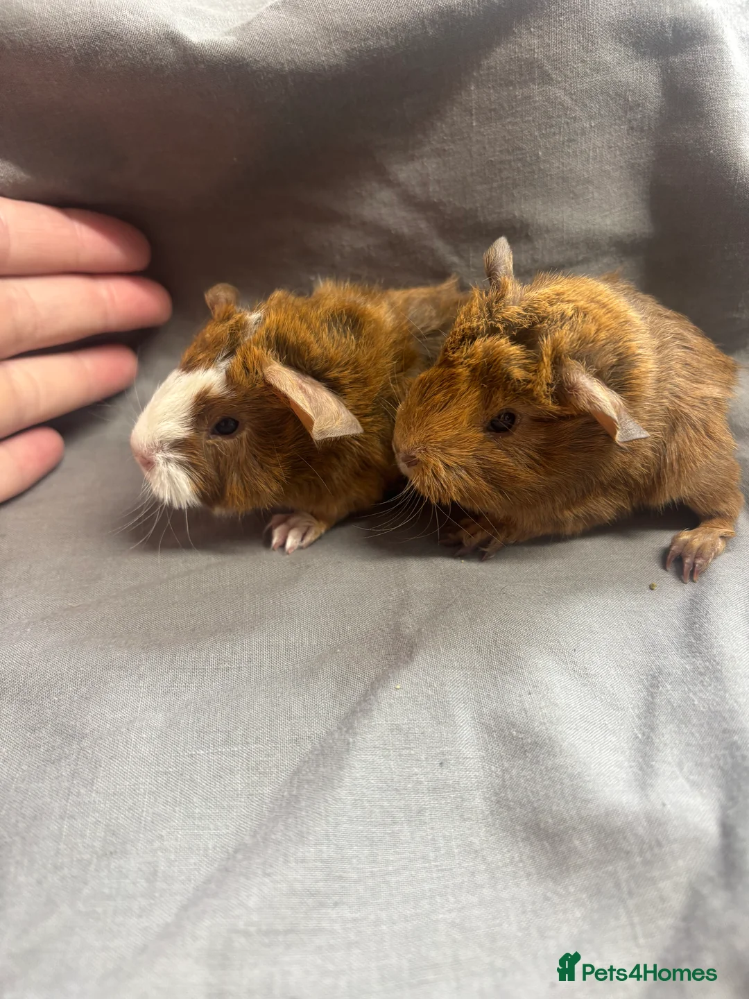 Guinea Pig rodents for sale: Girls ready now  - Advert 6