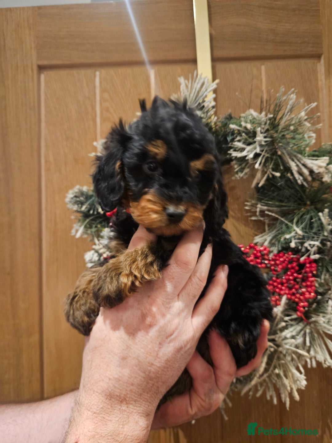 Cockapoo dogs for sale: Cockapoo puppies - Advert 4