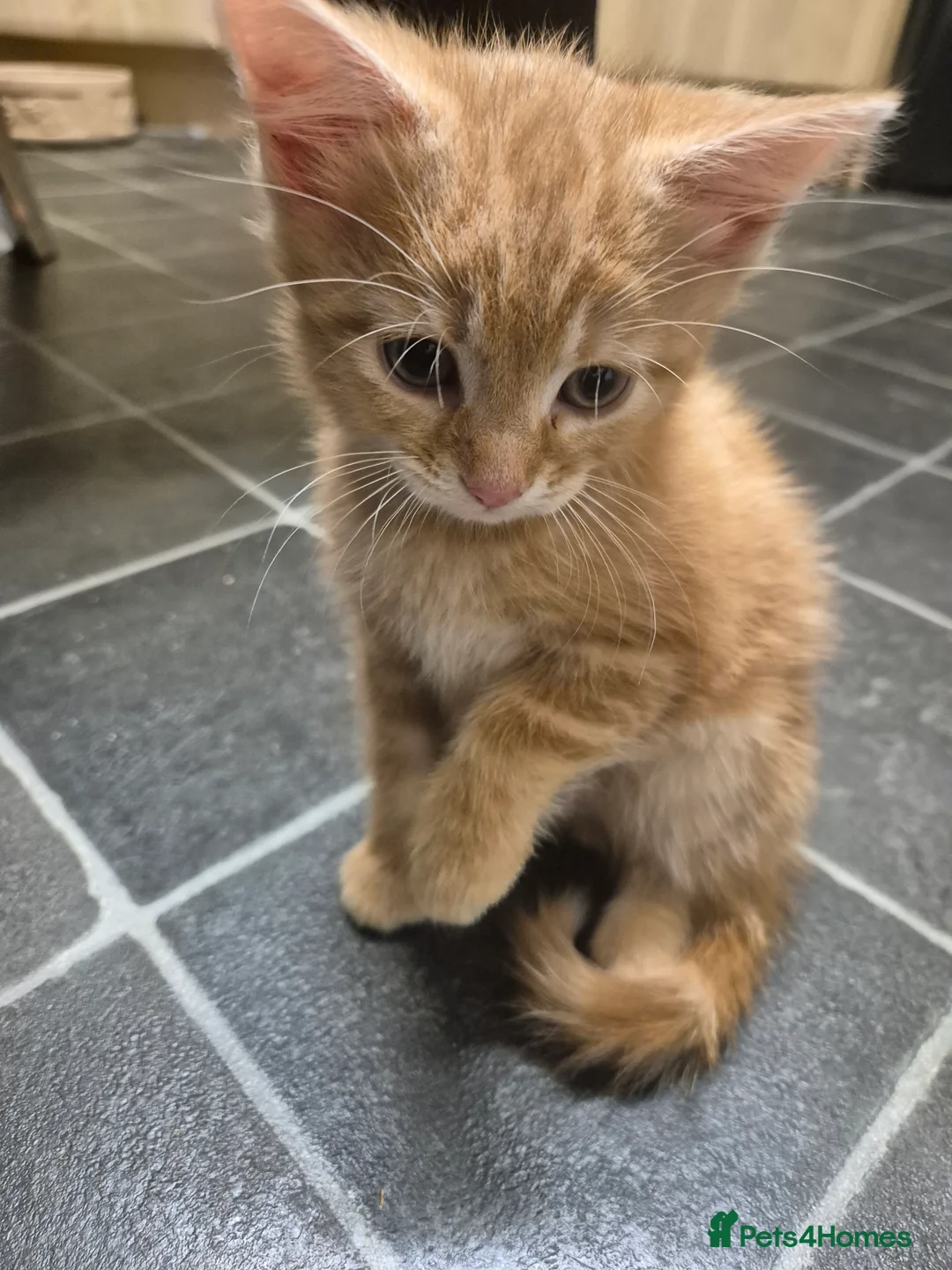 Mixed Breed cats for sale: 9 week old kittens ready for their forever homes  - Advert 5