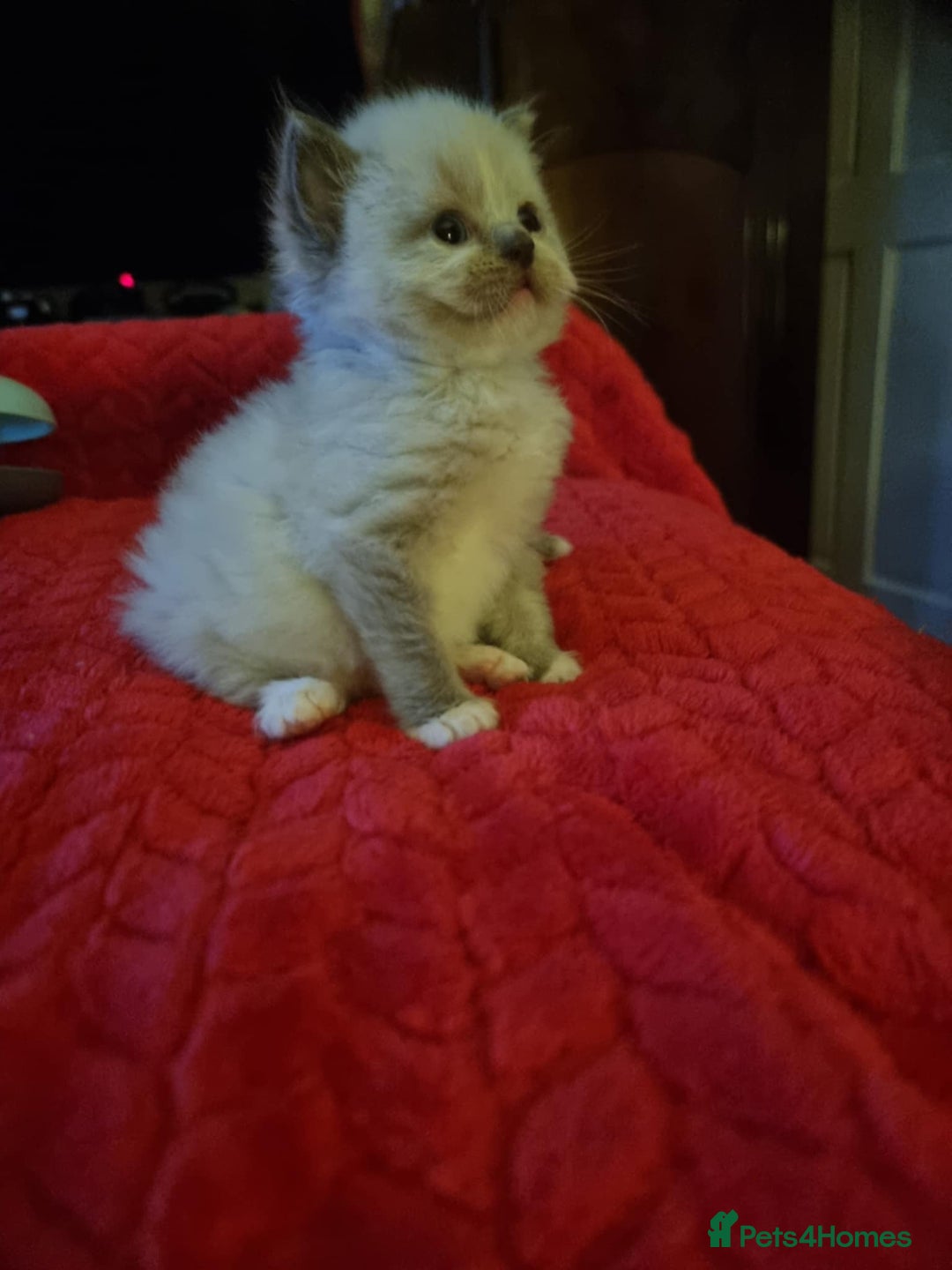 Ragdoll cats for sale: Kitten - Image 7
