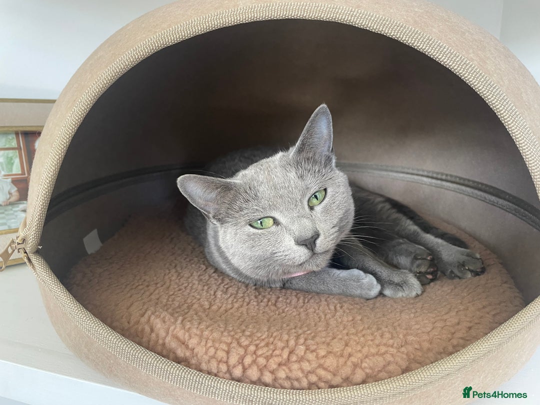 Russian Blue cats for sale: Rehoming: 18 month old Russian Blue - Image 2