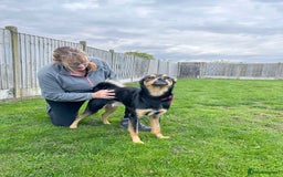 Mixed Breed dogs for adoption: Gorgeous GEORGE  - Image 3