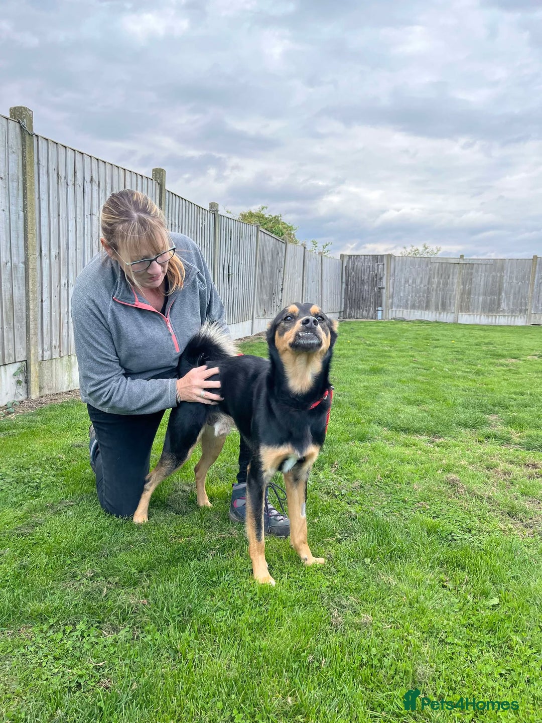 Mixed Breed dogs for adoption: Gorgeous GEORGE  - Image 3