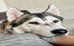 Siberian Husky dogs for sale: 2 male Siberian husky’s free to a good home  - Image 5