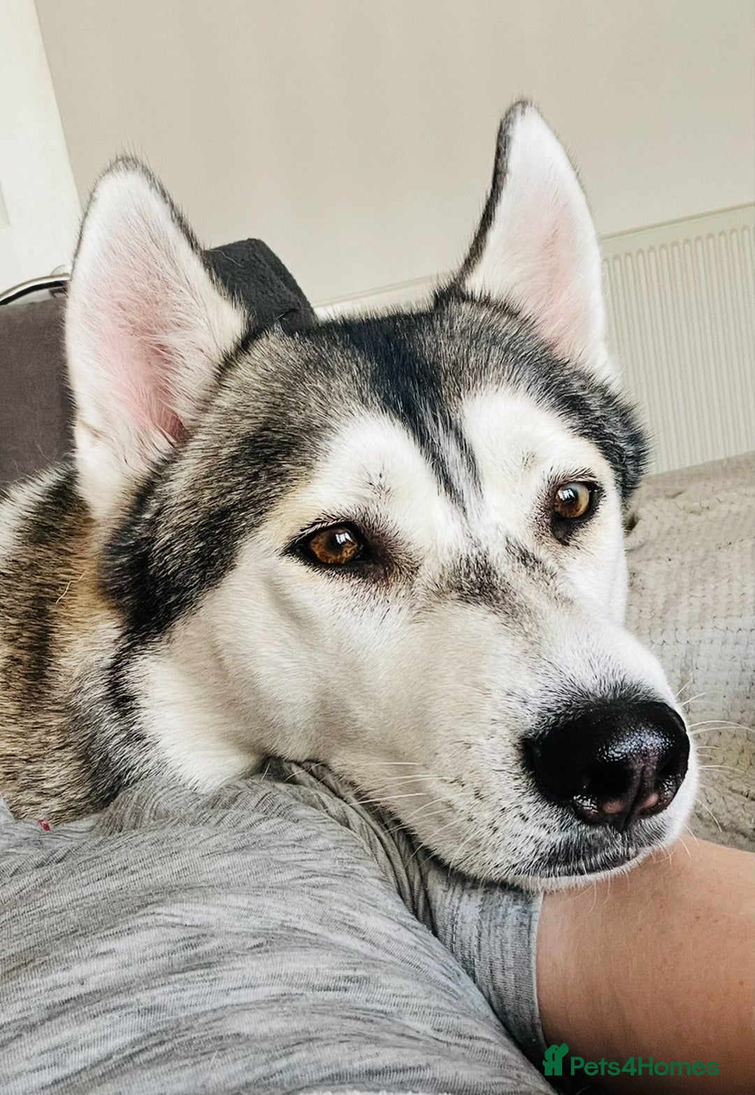 Siberian Husky dogs for sale: 2 male Siberian husky’s free to a good home  - Image 5