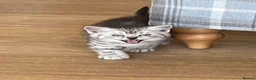 British Shorthair cats for sale: British Shorthair Classic Silver Tabby/Spotted - Advert 4
