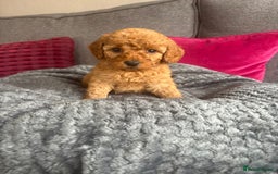 Cockapoo dogs for sale: Stunning F1B Cockapoo puppies - Image 7