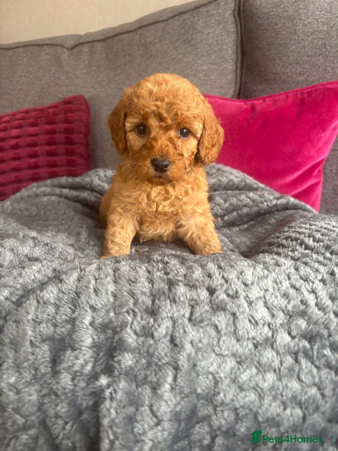 Cockapoo dogs for sale: Stunning F1B Cockapoo puppies - Image 7