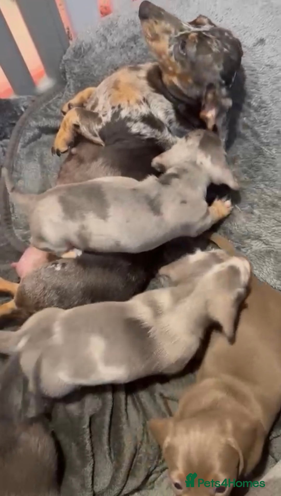 Miniature Dachshund dogs for sale: Adorable Miniature Dachshund Puppies for Sale. - Image 1