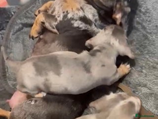 Miniature Dachshund dogs for sale - Advert 1