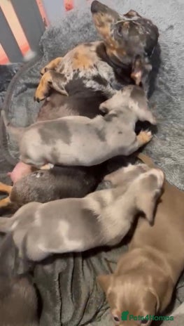 Miniature Dachshund dogs - Advert 4