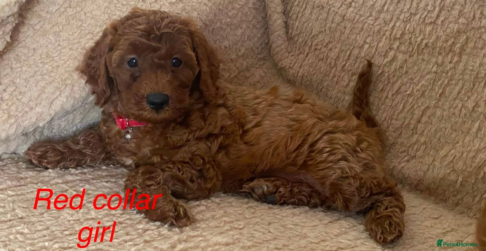 Cockapoo dogs F1BB Cockapoos  - Advert 1
