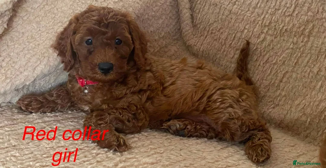Cockapoo dogs for sale: F1BB Cockapoos  in Leicester - Advert 1