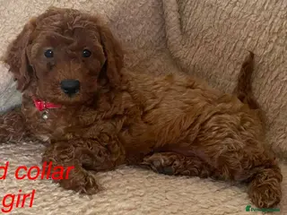 Cockapoo dogs F1BB Cockapoos - Advert 9