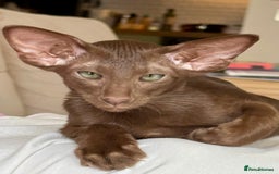 Oriental cats for sale: Outstanding Pedigree Oriental GCCF reg kittens - Image 17