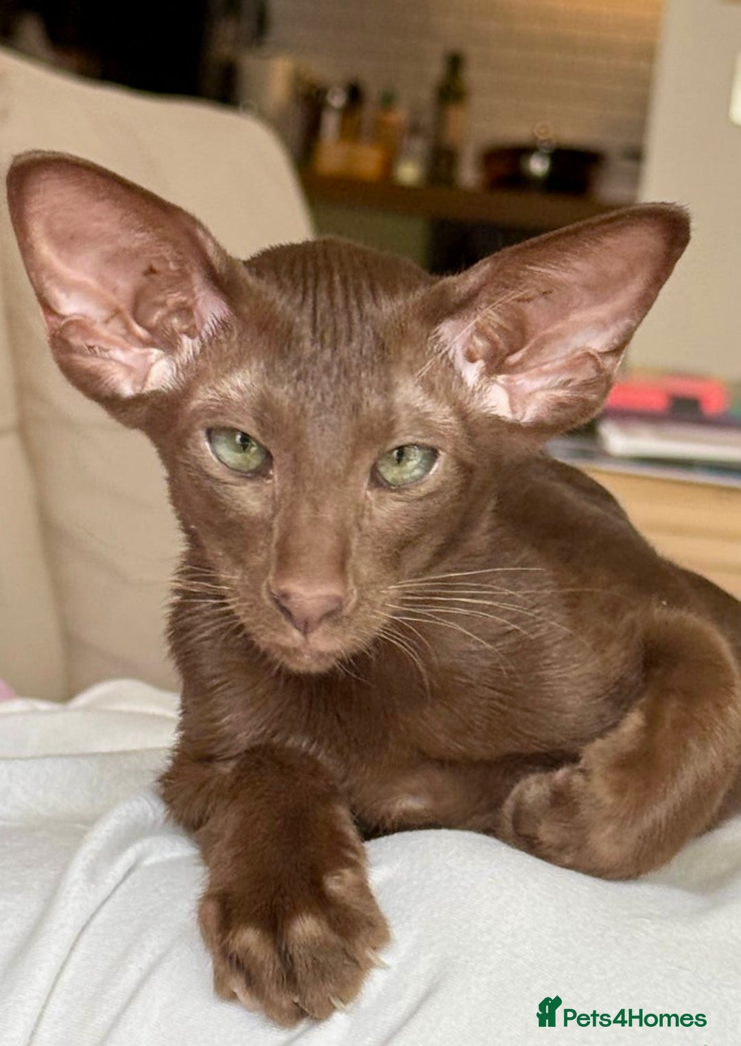 Oriental cats for sale: Outstanding Pedigree Oriental GCCF reg kittens - Image 17