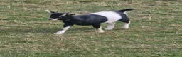 Goats livestock for sale: Pigmy goats female - Advert 2