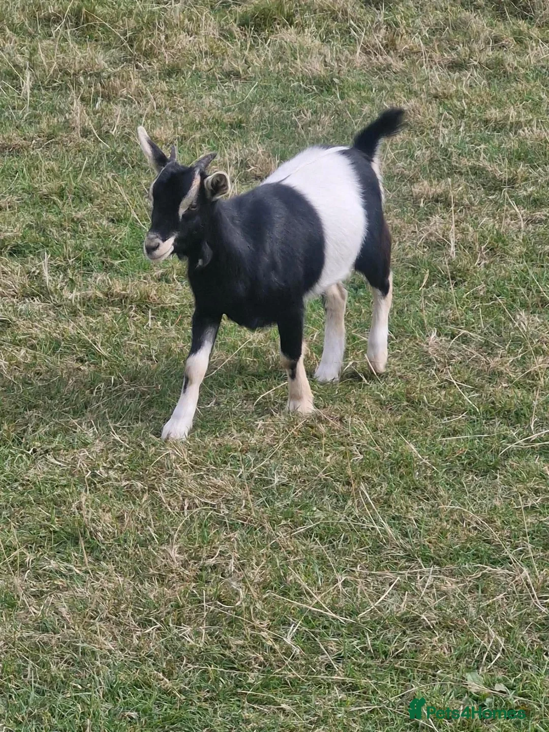 Goats livestock for sale: Pigmy goats female - Advert 2