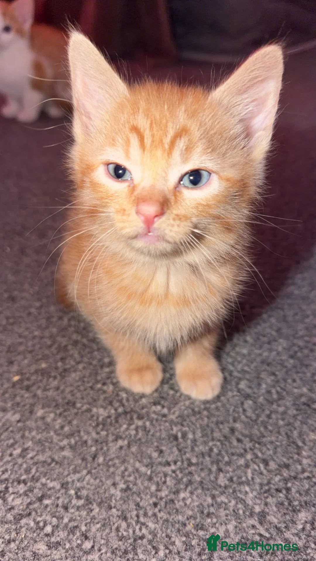 Mixed Breed cats for sale: Stunning domestic kittens - Advert 2