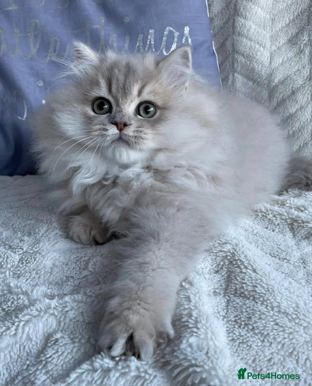 British Longhair cats for sale: Lilac golden British longhair blue golden pedigree - Advert 13