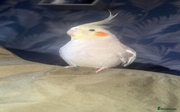 Cockatiels birds for sale: Male cockatiel bird  - Image 2