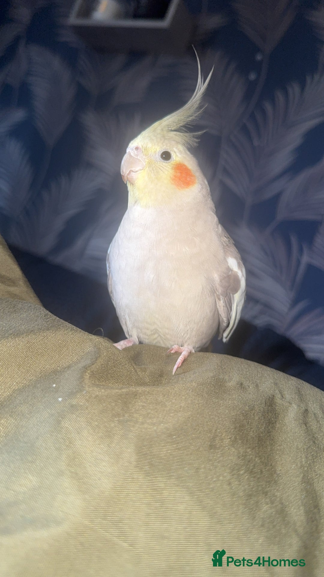 Cockatiels birds for sale: Male cockatiel bird  - Image 2