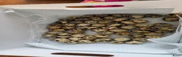 Quail poultry for sale: Hatching Eggs - Advert 3