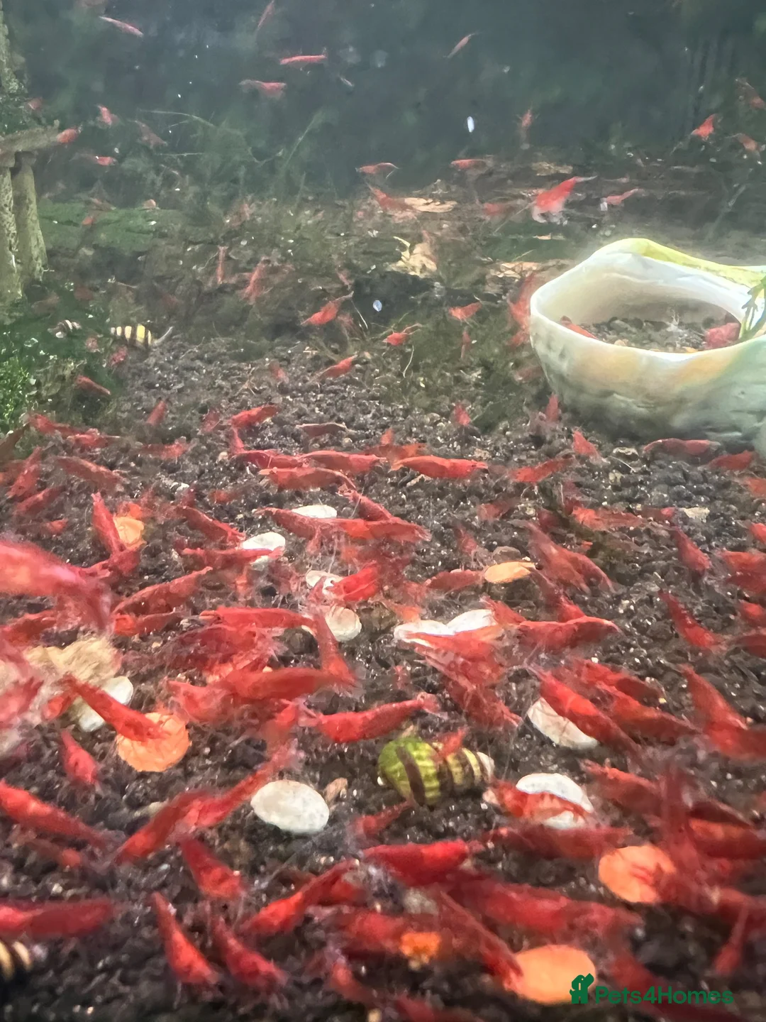 Shrimps fish for sale: Healthy Red Cherry Shrimp (Neocaridina)  - Advert 1