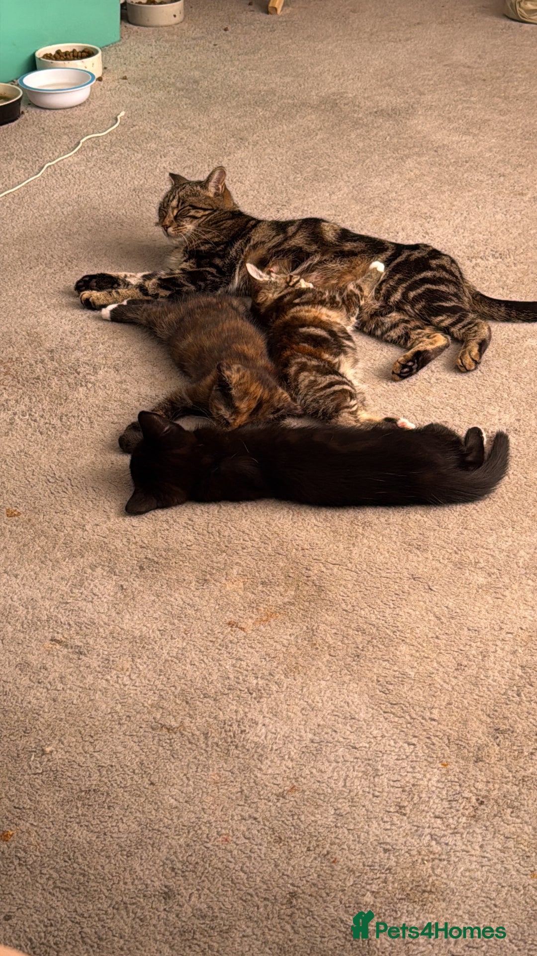 Mixed Breed cats for sale: Male and female Cat - Advert 1