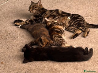 Mixed Breed cats Male and female Cat - Advert 1