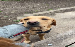 Labrador Retriever dogs for stud: Proven Health tested Lab Stud  in Chesterfield - Image 2