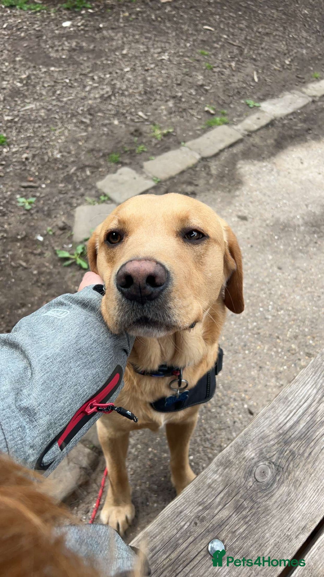 Labrador Retriever dogs for stud: Proven Health tested Lab Stud  in Chesterfield - Image 2