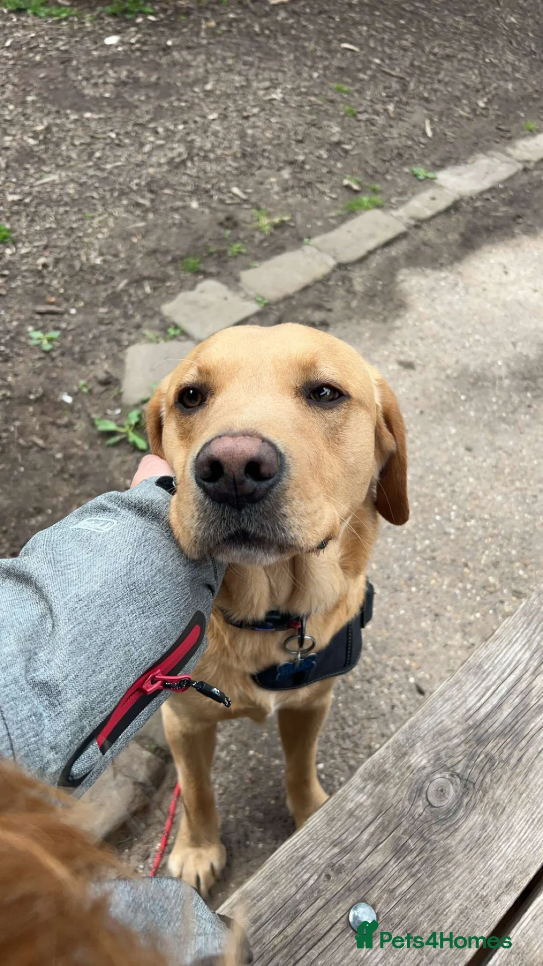 Labrador Retriever dogs for stud: Proven Health tested Lab Stud  in Chesterfield - Advert 2