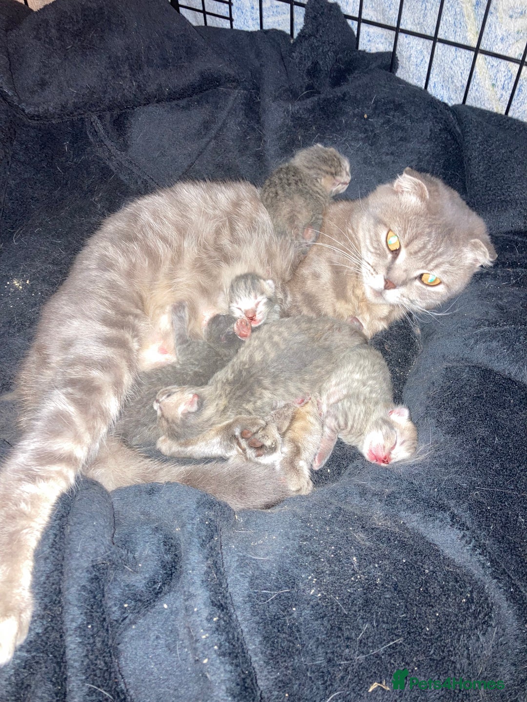 Scottish Fold cats for sale: Beautiful Scottish fold kittens - Image 26