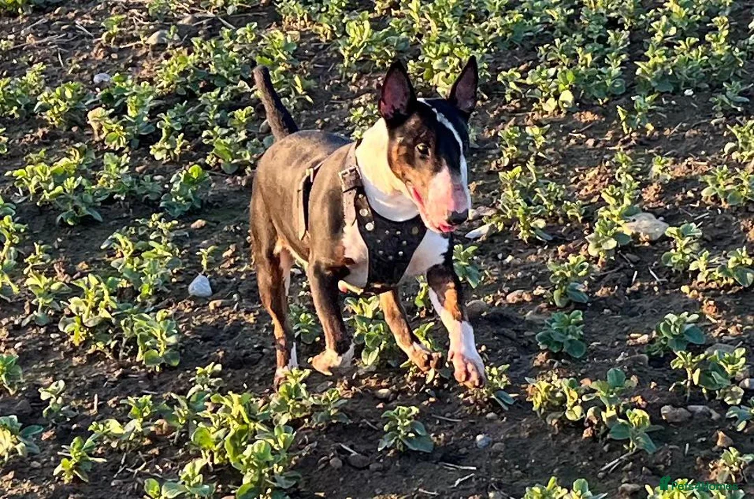 English Bull Terrier dogs for sale: Beautiful liter of championship Englishbullterrier in Ferryhill - Advert 2