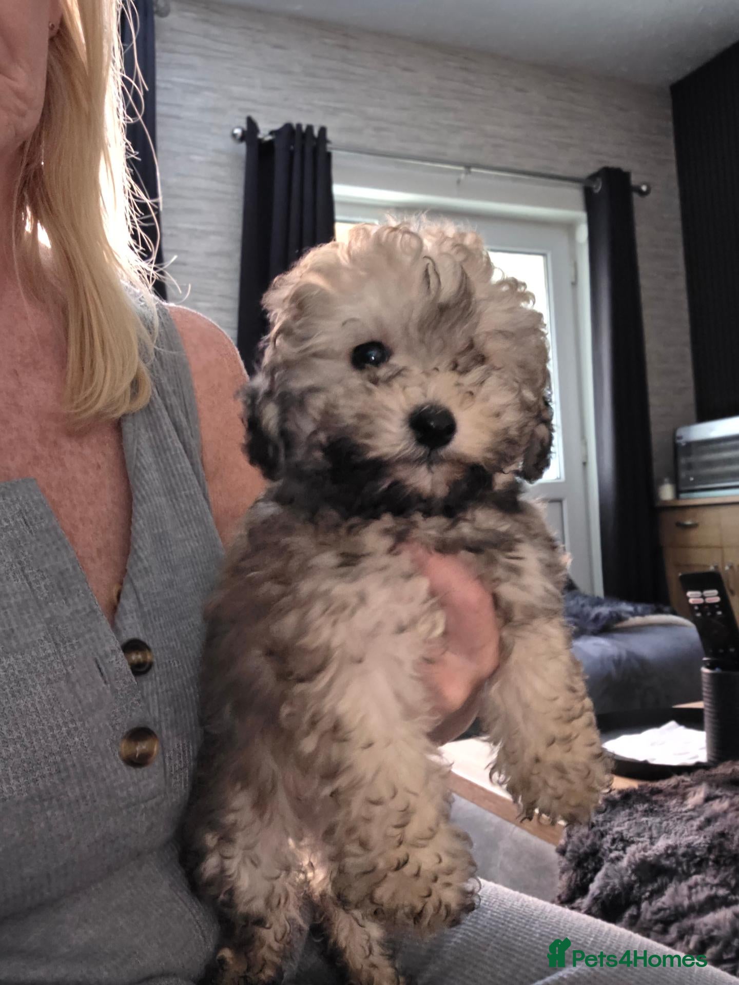 Jackapoo dogs Toy poodle 3/4 puppies  - Advert 5