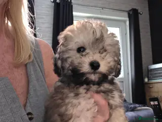 Jackapoo dogs Toy poodle 3/4 puppies - Advert 18