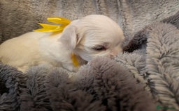 Maltese dogs for sale: Beautiful Small Size Maltese ONLY TWO PUPPIES LEFT - Image 22