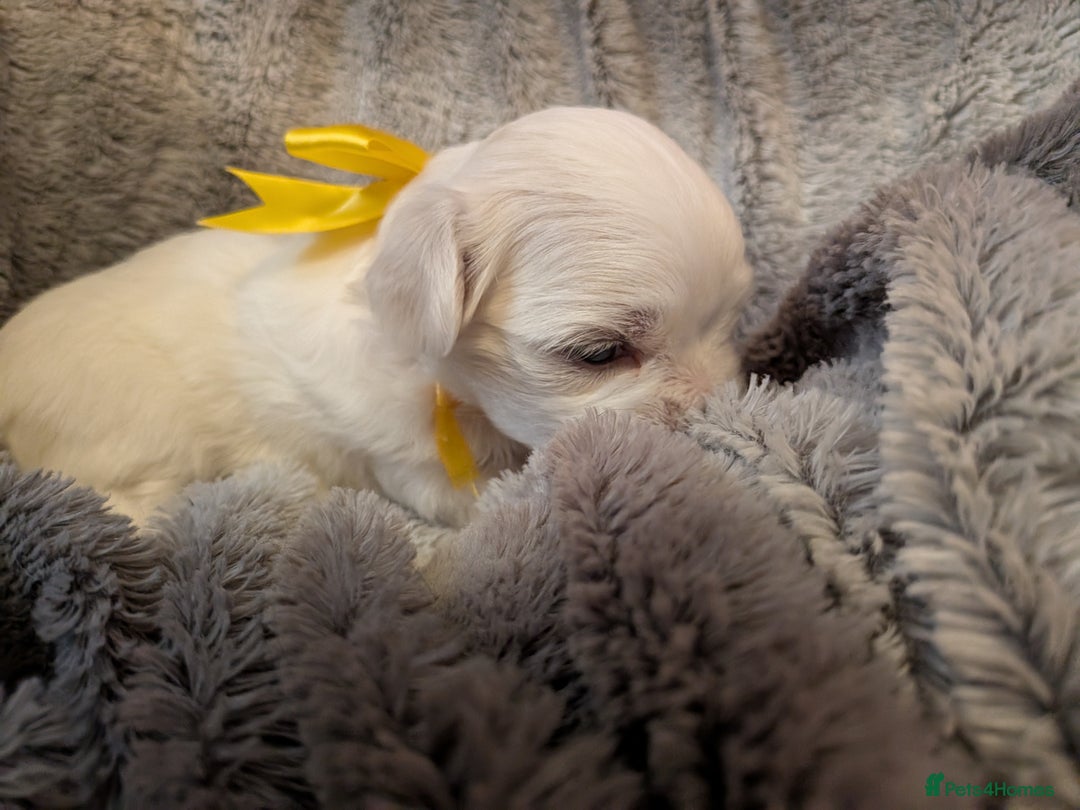 Maltese dogs for sale: Beautiful Small Size Maltese ONLY TWO PUPPIES LEFT - Image 22