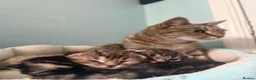 Mixed Breed cats for sale: 3 x Mixed Tabby Male Kittens Edinburgh in Dalkeith - Advert 10