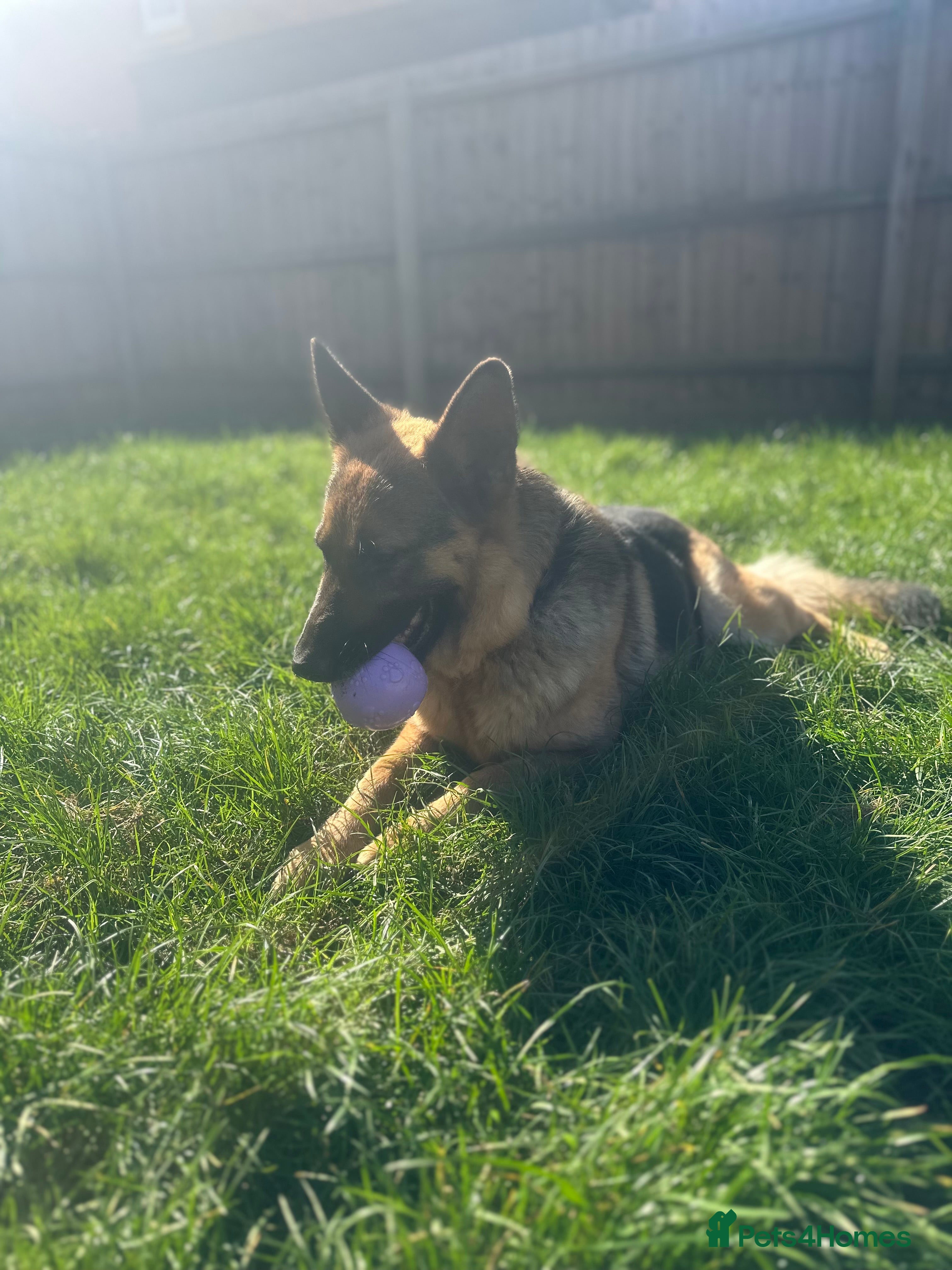 German Shepherd dogs 3 yr old Female GSD - Advert 6