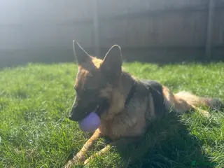 German Shepherd dogs 3 yr old Female GSD - Advert 6