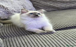Ragdoll cats for sale: Female Blue Point Ragdoll Kitten - Image 3